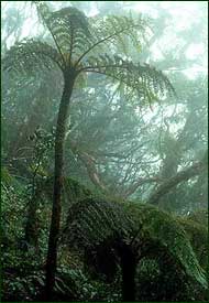 Distinctive and beautiful, tree ferns can grow to seven meters in height. Check copyright.  